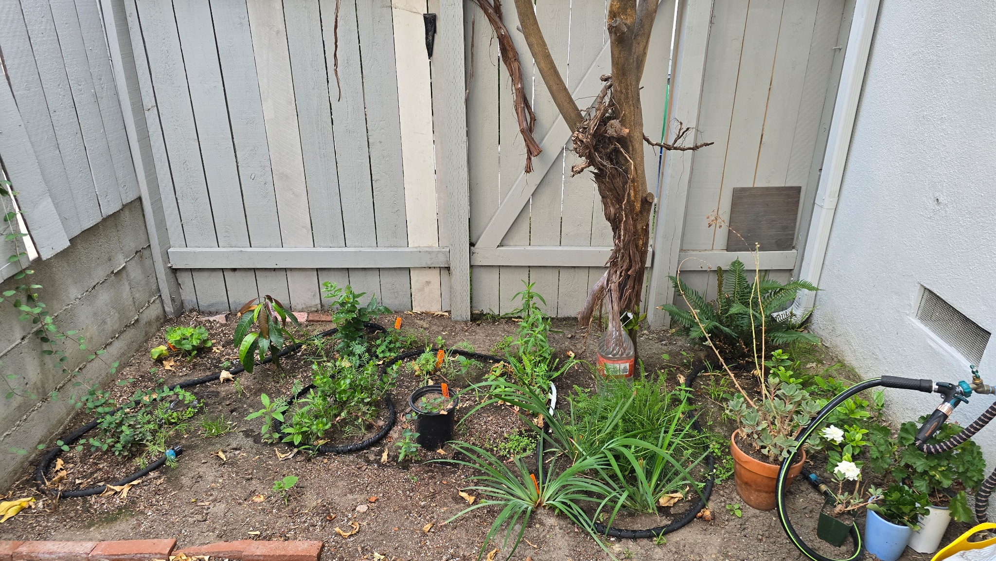 Garden area at RedDoor3